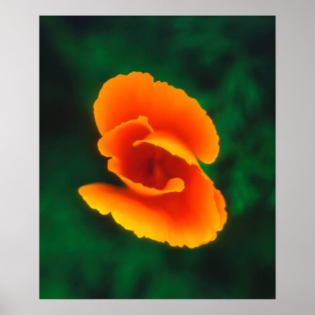 California Poppy Poster (Front)