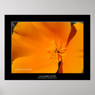 "California Poppy" Poster