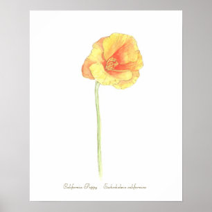 California Poppy Print, Value Poster Paper (Matte)