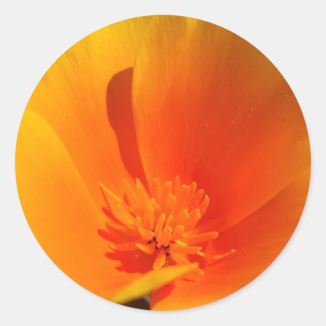 California Poppy stickers (Front)