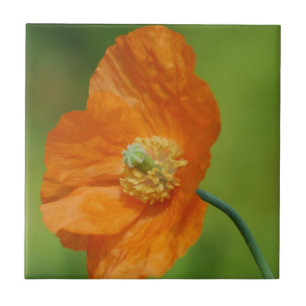California Poppy Tile