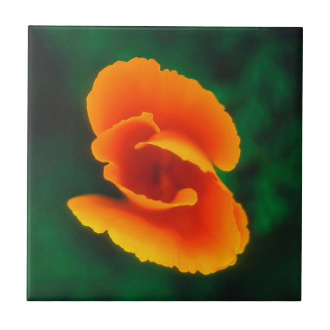 California Poppy Tile (Front)