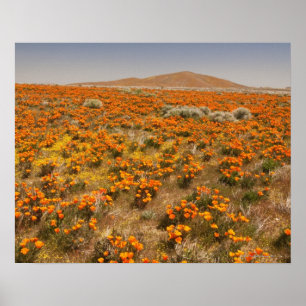 California poppy wildflower poster