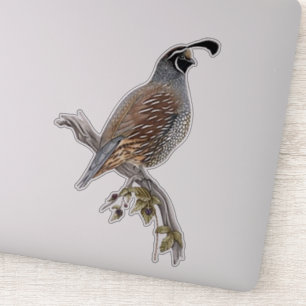 California quail
