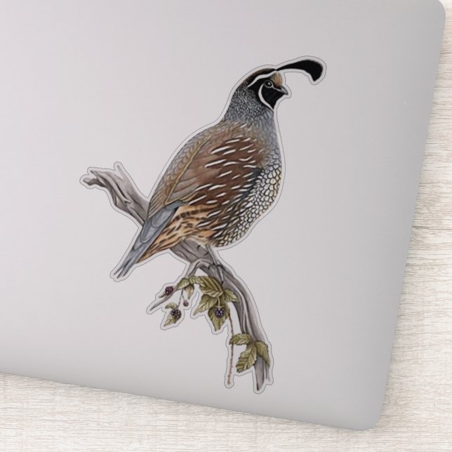 California quail (Detail)