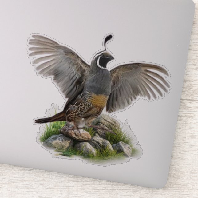 California quail (Detail)