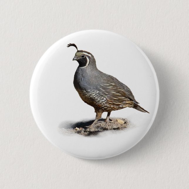CALIFORNIA QUAIL 6 CM ROUND BADGE (Front)