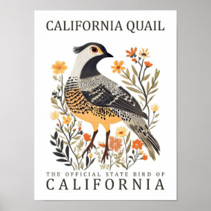 California Quail Bird of California USA Travel Poster