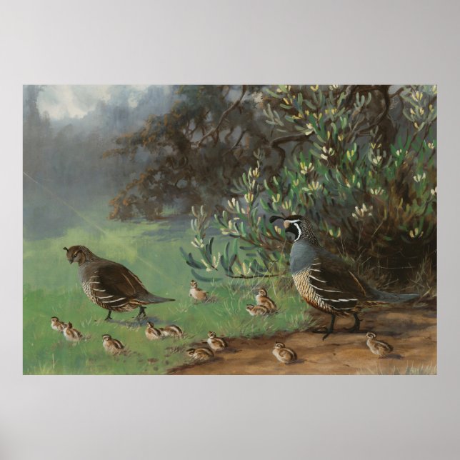 California Quail bird of prey nature painting Poster (Front)