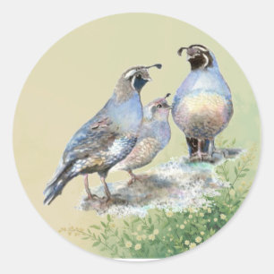 California Quail Birds Watercolor Art  Classic Round Sticker
