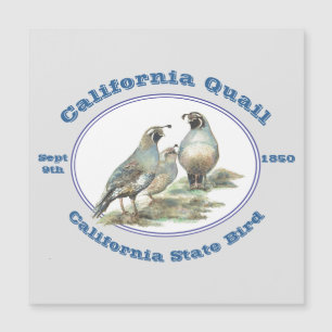 California Quail California State Bird Watercolor