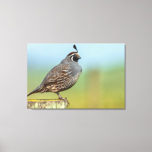 California Quail Canvas Print