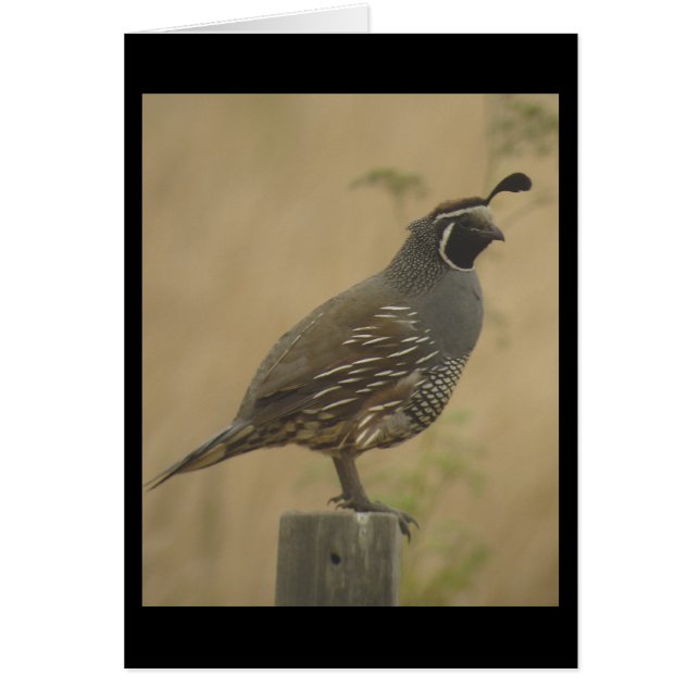 California Quail Card (Front)
