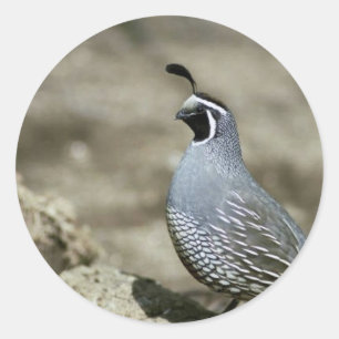 California quail classic round sticker