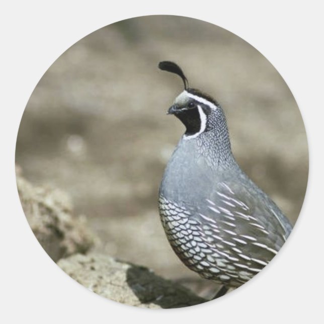 California quail classic round sticker (Front)