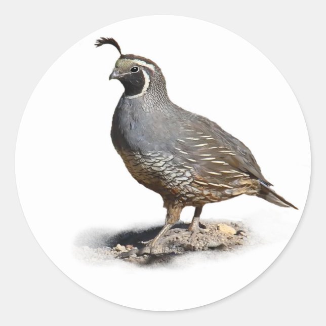 CALIFORNIA QUAIL CLASSIC ROUND STICKER (Front)