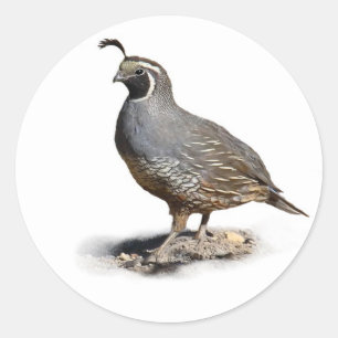 CALIFORNIA QUAIL CLASSIC ROUND STICKER