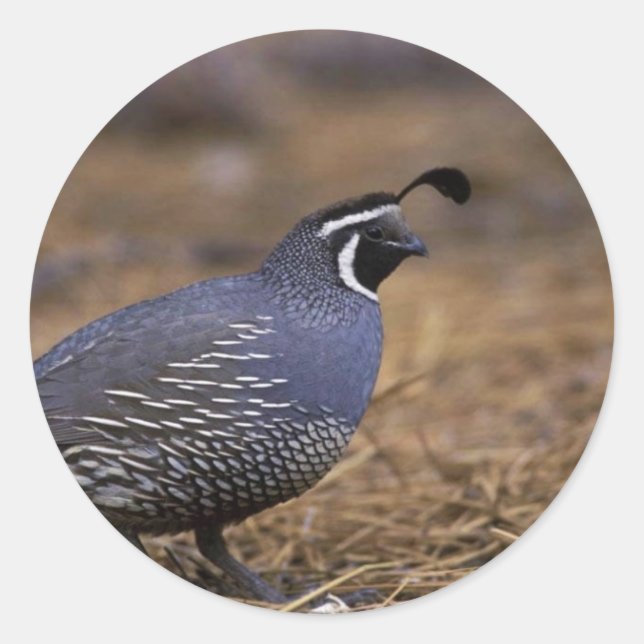 California Quail Classic Round Sticker (Front)