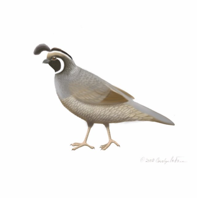 California Quail Holiday Ornament Photo Sculpture Decoration (Front)