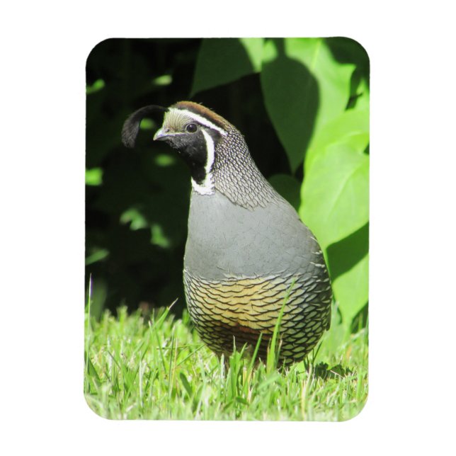California Quail In Sunshine Magnet (Vertical)