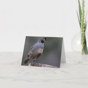 California Quail - Joe Sweeney - card
