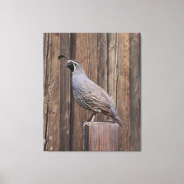 CALIFORNIA QUAIL ON BARNBOARD CANVAS PRINT (Front)