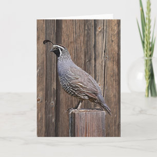 CALIFORNIA QUAIL ON BARNBOARD CARD