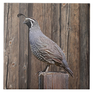 CALIFORNIA QUAIL ON BARNBOARD TILE