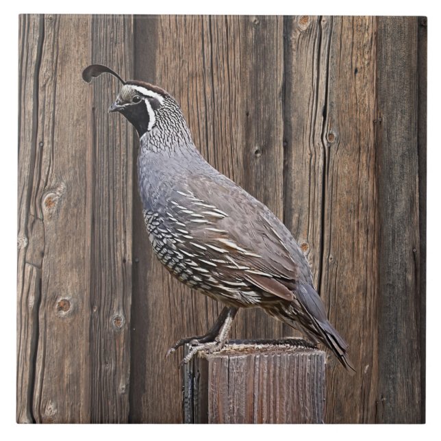 CALIFORNIA QUAIL ON BARNBOARD TILE (Front)