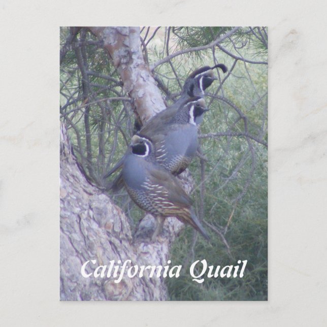 California Quail Postcard (Front)