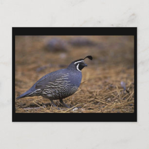 California Quail Postcard