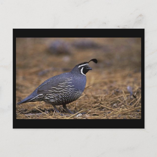 California Quail Postcard (Front)