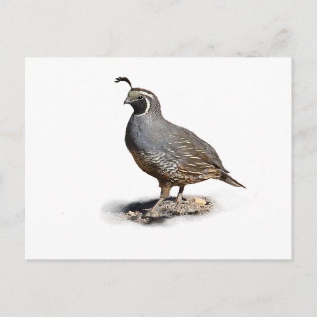 CALIFORNIA QUAIL POSTCARD (Front)
