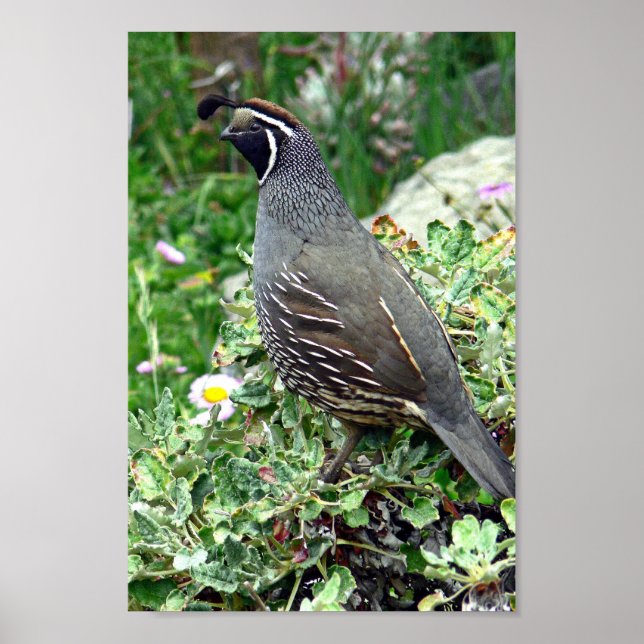 California quail poster (Front)