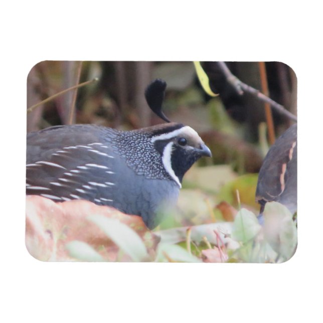 California Quail Profile Magnet (Horizontal)