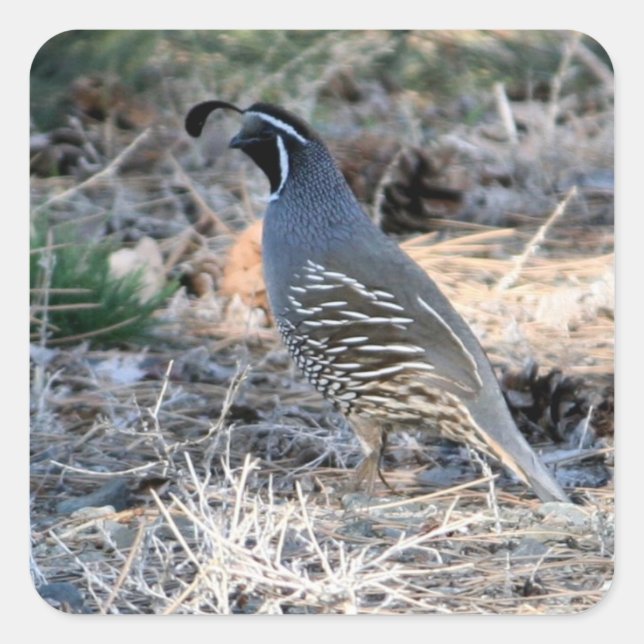 California Quail - Square Sticker (Front)