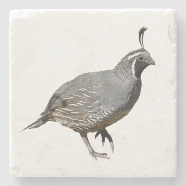 CALIFORNIA QUAIL STONE COASTER (Front)