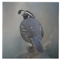 California Quail