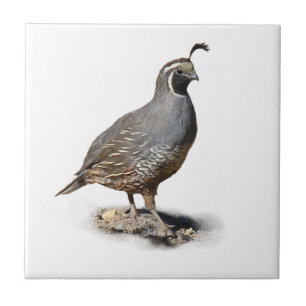 CALIFORNIA QUAIL TILE