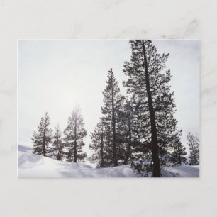 California, Rancho Cuyamaca State Park Postcard