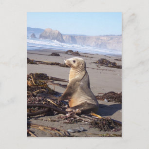California Red Seal Postcard