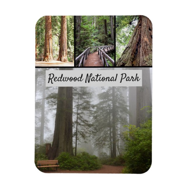 California Redwood National Park Sequoia Trees Magnet (Vertical)