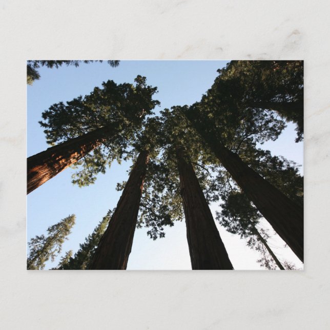 California Redwood Tree Postcard (Front)