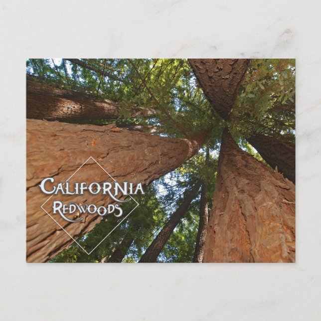 California Redwoods - Big Trees Postcard  (Front)