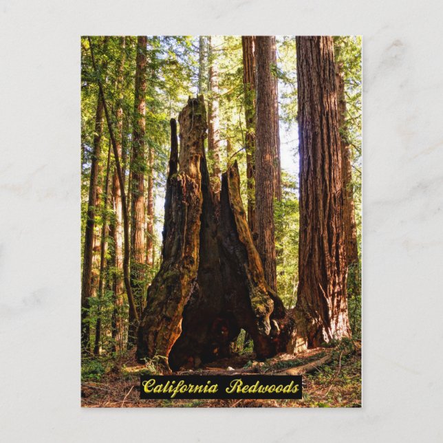California Redwoods Postcard (Front)