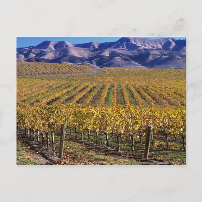 California, San Luis Obispo County, Edna Valley Postcard (Front)