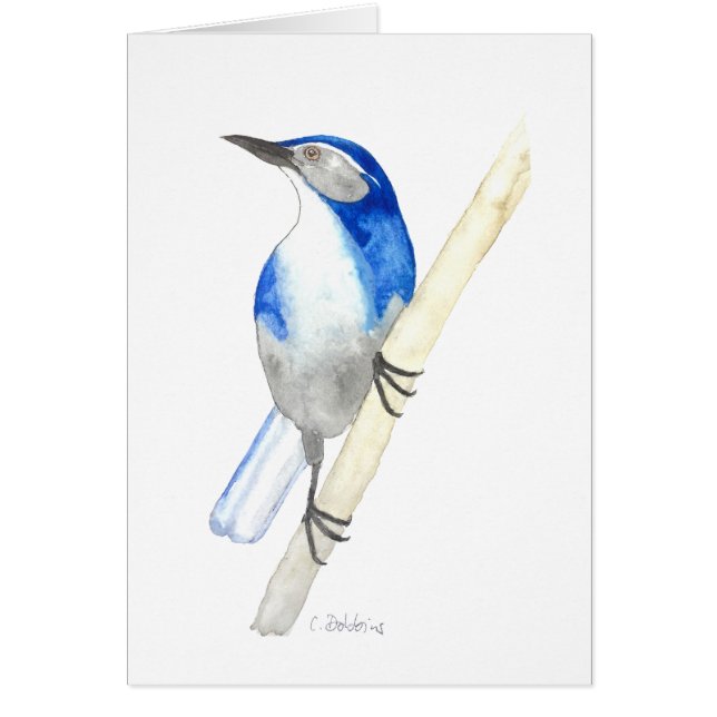 California Scrub Jay (Front)