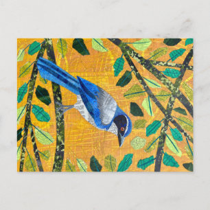 California Scrub Jay Postcard