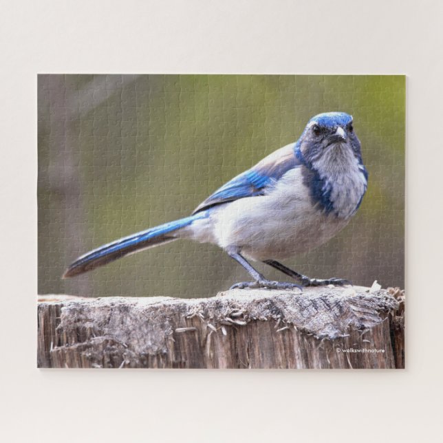 California Scrub Jay Songbird on Treestump Jigsaw Puzzle (Horizontal)