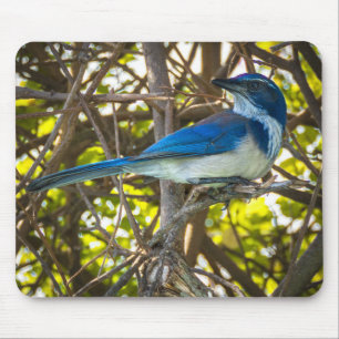 California Scrub Jay Wildlife Nature Photography Mouse Mat